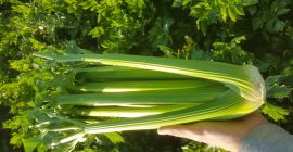 Nawiążę współpracę z odbiorcami selera naciowego na rok 2019.Zapraszam