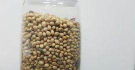 SOY !!! Masa frakcji tłuszczu -23,9% Białko surowe -