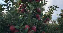 Sprzedam z K.A. jabłka Red Schift ,