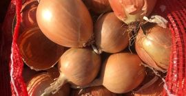 Sprzedam cebulę złotą, bardzo dobra jakość, niekalibrowana, 40+, big
