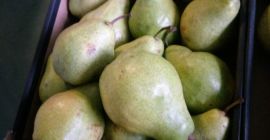 Jablka szampion karton 13 kg 20 zł Gruszka xenia
