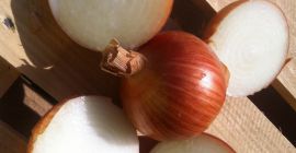 we sell high quality Red and Yellow Onion 1.