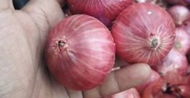 Red and Yellow Onions for Sale whatsapp: + 45