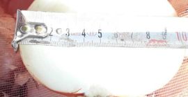 Jakość cebuli na sprzedaż kaliber 33/43, 50/60, 75/80 mm