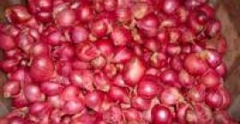 We are counted amongst the most eminent whole sellers,