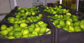 Cytryna z Tunezji - informacja na zdjeciu. Prosze zapytac