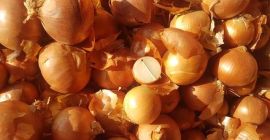 Cebula na sprzedaż skontaktuj się z nami aby uzyskać