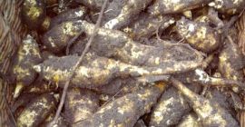 Sprzedam topinambur odmiana Albik . Zbiór rozpocznie się w