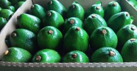 Firma BOS Food International prowadzi sprzedaż owoców egzotycznych -