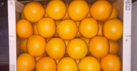 Sprzedam POMARAŃCZE, 3/4/5. Kraj pochodzenia Portugalia. Cena 0,78 EUR/kg