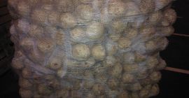 Sprzedam seler handlowy z GLOBAL GAP. Myty lub brudny.