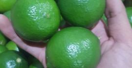 Limonki Kraj pochodzenia Wietnam 1500$ cif Koper tkacyzk.daria@gmail.com 48223076561