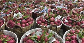 Dragonfruits kraj pochodzenia Wietnam 1440$ cif Koper tkacyzk.daria@gmail.com 48223076561