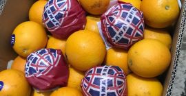 Pomaracze cat.2 od producenta , Egipt Różny kaliber cif