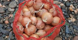 Na sprzedaż cebula biała z dostawą w cenie. Kaliber