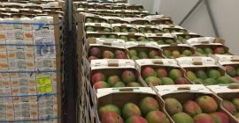 Mango 5.90 euro za karton ( 4 kg) tkacyzk.daria@gmail.com