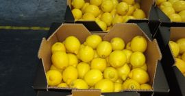 Cytryna świeża, ładna, I klasa, import z Hiszpanii, 5-10