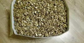 Świeżo łuskane orzechy włoskie z wiejskiego podwórka.