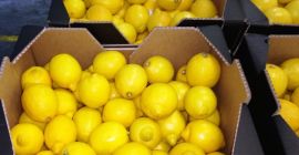 Sprzedam cytrynę, import z Hiszpanii, ładna, świeża, klasa 1.