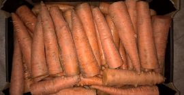 Marchew przemysłowa, prosta, ładna, duży kaliber, niemyta, ogłowiona/nieogłowiona -