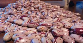 Peas, bezpośrednio od producenta, aby sprzedać 600 kg więcej