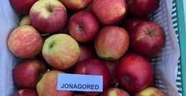 Sprzedam * 7 ton RUBINA ze Smart Fresha w