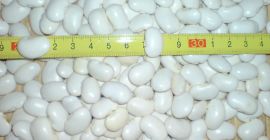Fasola biała jaś karłowy kal. 90-120/100 g, opakowanie nowe