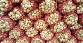 We offer fresh onions. Please, contact WhatsApp: + 45