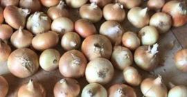 Oferujemy świeże cebule WhatsApp: + 45 36 99 14