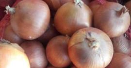 Oferujemy świeże cebule kalibrowane WhatsApp: + 45 36 99