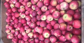 Sprzedam chłodni po freshu Alwe , naszykuje w dowolne