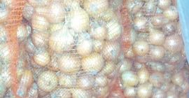 Sprzedam cebulę niefazerowana, w ilościach tirowych, workowana po 25kg