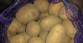 Mamy również takie odmiany żółtych ziemniaków jak Satine, Krone,