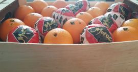 Pomarancza Navel Lane Late z Maroka. Mozliwosc wysylki do