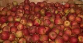 Sprzedam Jonagold Decosta, jabłko ładne, zdrowe. Wykolorowane 70-80%