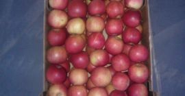 Polska firma produkcyjna zaprasza do współpracy! Oferujemy polskie jabłka