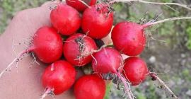 Promienie do linku, świeżego w tym roku,