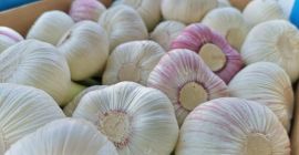 Fresh Garlic from Germany whatsapp: +380633636002 Email : ferry.jonea1@gmail.com