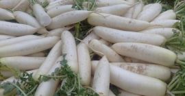 sprzedam świeże radisH Tel / whatsapp .. +4536988167 &