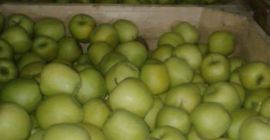 Mamy dużo różnych rodzajów jabłek, zrób coś w rodzaju