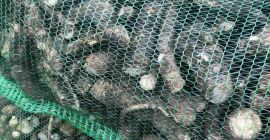 Dzień dobry. Oferujemy Państwu ukraiński chrzan. Zaproponujemy Ci najlepszą