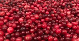 Certyfikat Organiczna klasa A . Produkt jest świeżo mrożony.