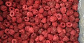 Kupię polską wiśnie b/p 1 klas