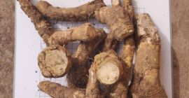 Nasza firma Bionerica zbiory i eksportuje do Europy Korzeń