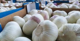 i will sell fresh garlic,(whatsapp:+4565744605) we can supply as
