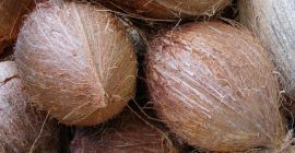 i will sell Semi Husked Coconut from Germany, (whatsapp:+4565744605)
