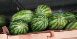 i will sell fresh water melon whatsapp:+4565744605 please contact