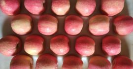 i will sell Fresh apples ,Fuji,Champion ,and Elizabeth (whatsapp:+4565744605)