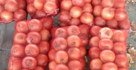 Whatsapp: +46736819530 Dysponujemy najwyższej jakości świeżą czerwoną, żółtą i