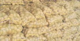 Organic Fresh Potato Profesjonalna produkcja świeżych ziemniaków. i mamy